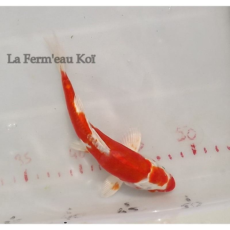 Kikusui 18-21cm Japon Ogata jumbo tosaï