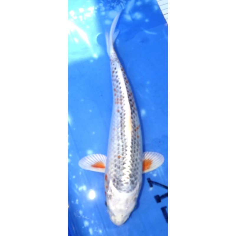 photo 2023 : le orange apparaît et va continuer à évoluer sur tout le corps du poisson