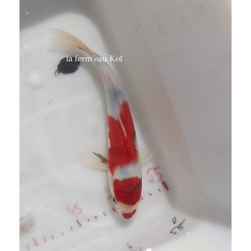 Taisho sanke 23-25 cm Japon jumbo tosaï