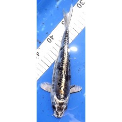 Kikokuryu 20-30cm