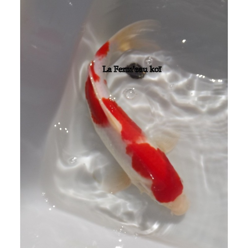 Kohaku 30-35 cm Japon Ogata jumbo tosaï
