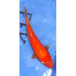 Red Karashigoï 20-30cm
