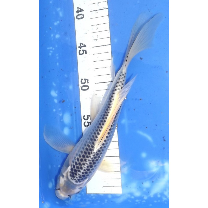 Gin Matsuba voile 20-30cm