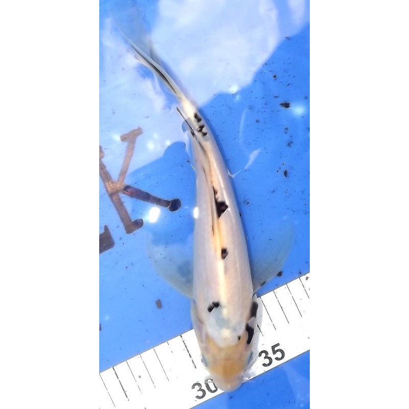 Shiro Bekko voile 20-30cm