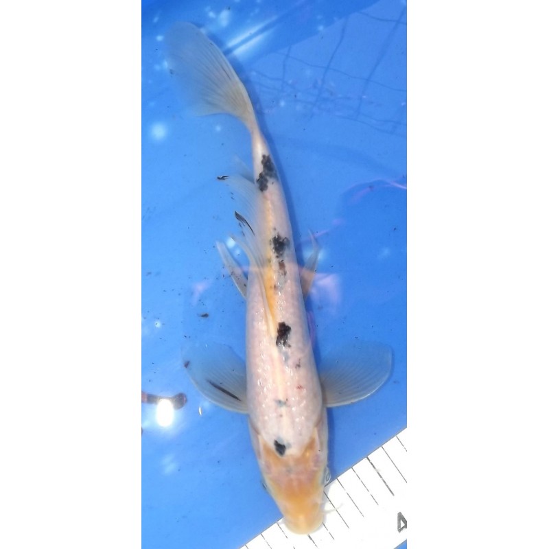 Ginrin Shiro Bekko voile 20-30cm