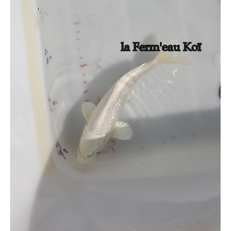 Ginrin platinium 18-21cm Japon Ogata jumbo tosaï