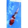 Tosaï HQ : Showa 20cm éleveur Saïto Koï Farm