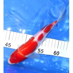 Pré-commandé : Tosaï HQ : Kohaku 24cm éleveur Saïto Koï Farm