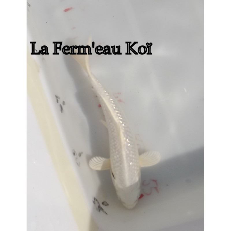 ginrin platinium 18-21cm Japon Ogata jumbo tosaï