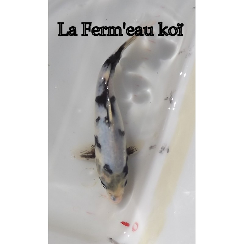 Shiro utsuri 18-21cm Japon Ogata jumbo tosaï