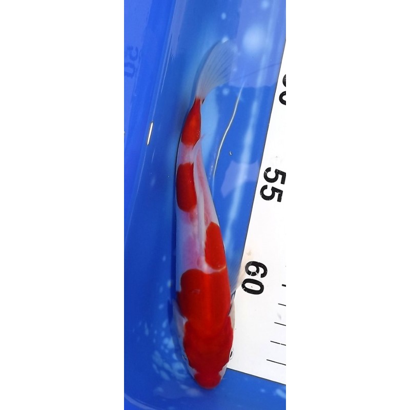 Tosaï :  Doitsu Kohaku 17-22cm éleveur Hirashin