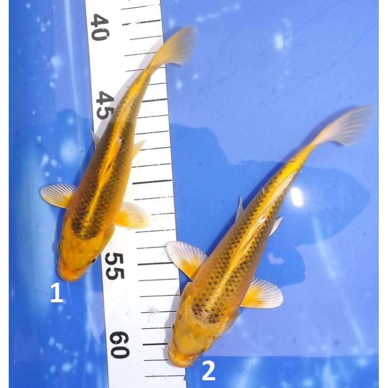 Tosaï :  Kin Ki Matsuba 17-22cm éleveur Hirashin