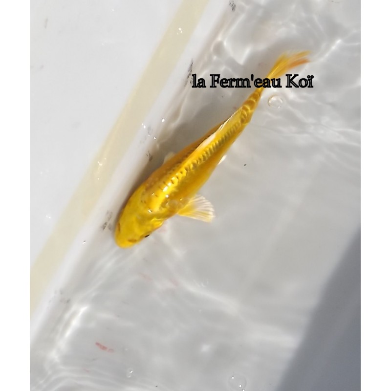 Doitsu yamabuki 15-18-cm Japon Marusaka tosaï