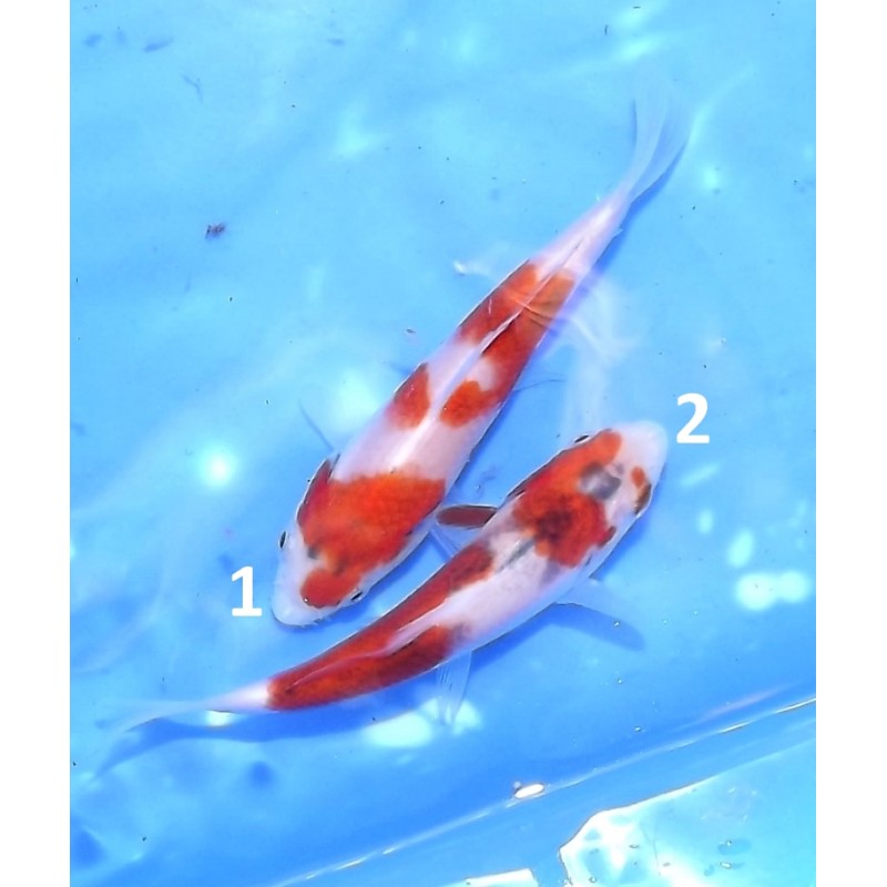 Tosaï :  Goromo 9-15cm éleveur Hirashin