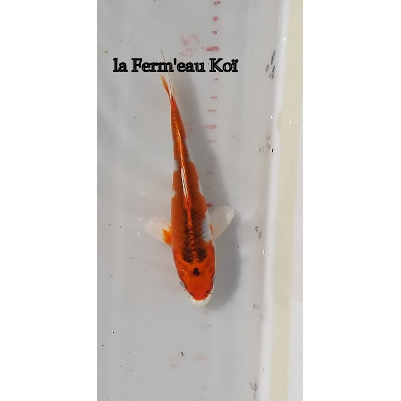 Kujaku 15-18-cm Japon Marusaka tosaï