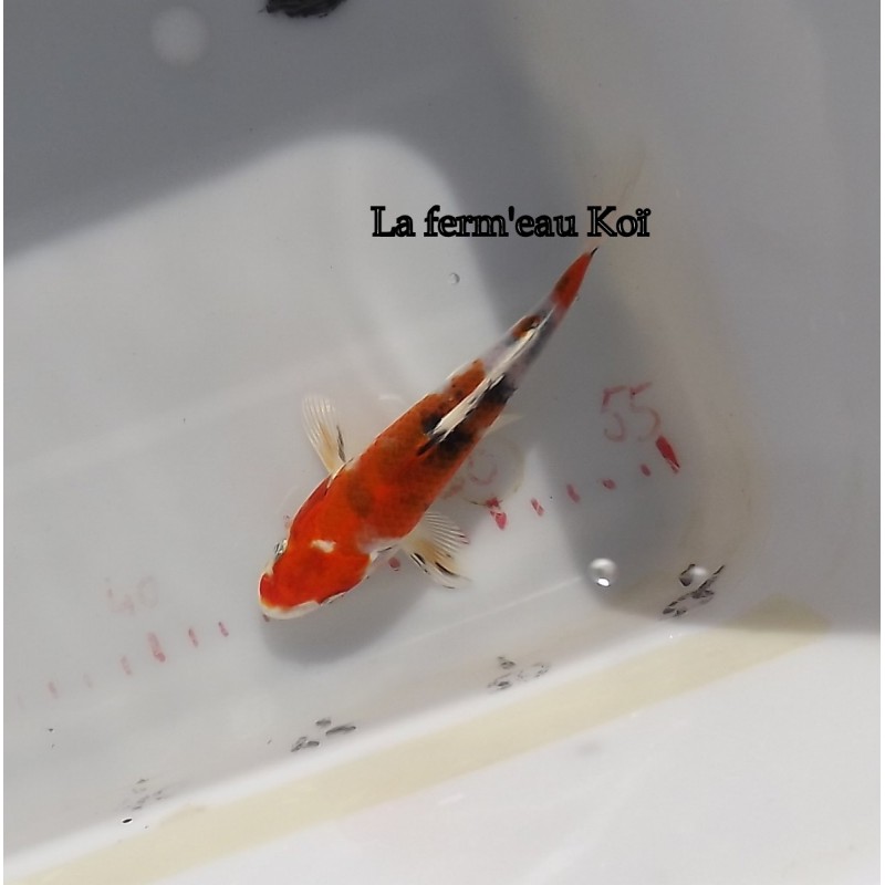 Yamatonishiki 15-18-cm Japon Marusaka tosaï