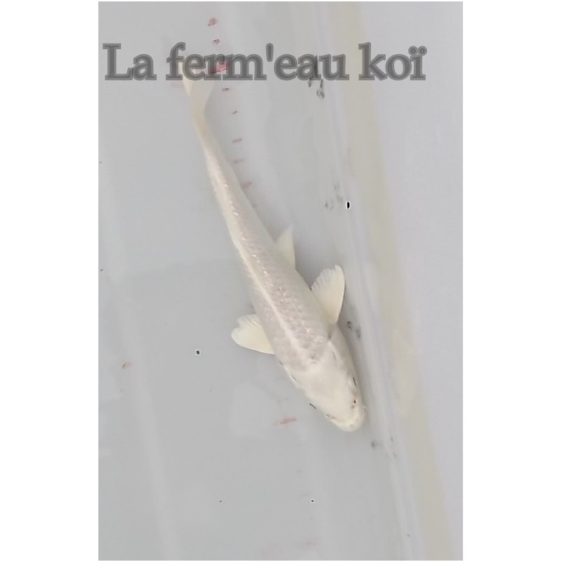 Ginrin platinium 13-16cm Japon Ogata tosaï