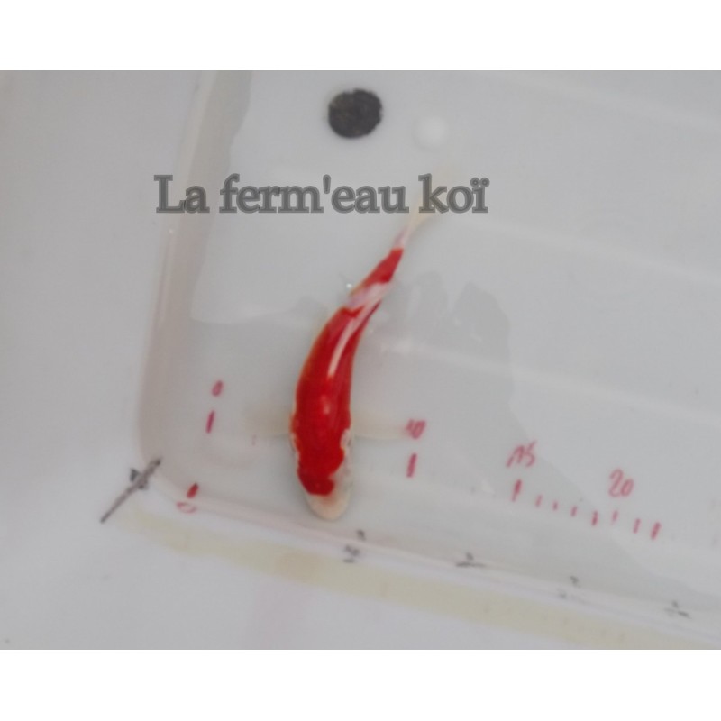 Doitsu kohaku 18-21cm Japon Ogata jumbo tosaï