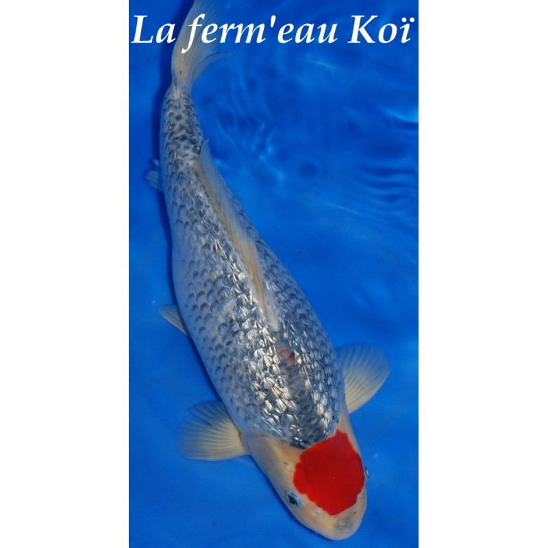 Ginrin Tancho goshiki eleveur CONIAS