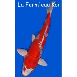 Kujaku eleveur Hirasawa