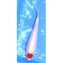 Résa : Tosaï HQ lignée Daïnichi X SFF : Tancho 21 cm éleveur Saïto Koï Farm