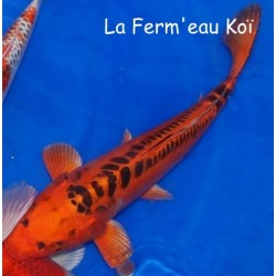 Mizuho ogon eleveur Hirasawa