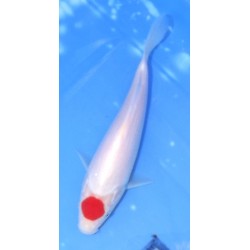 Résa : Tosaï HQ lignée Daïnichi X SFF : Tancho 18-19 cm éleveur Saïto Koï Farm