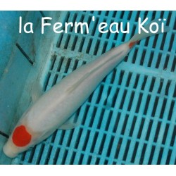 Maruten (tancho) Kohaku 25-30 cm FEMELLE