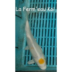 Maruten (tancho) Hariwake 20-25 cm RARE